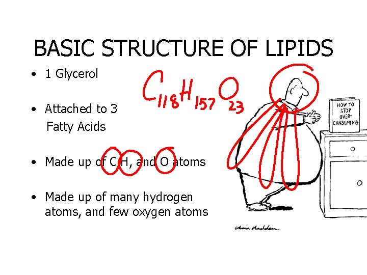 BASIC STRUCTURE OF LIPIDS • 1 Glycerol • Attached to 3 Fatty Acids •