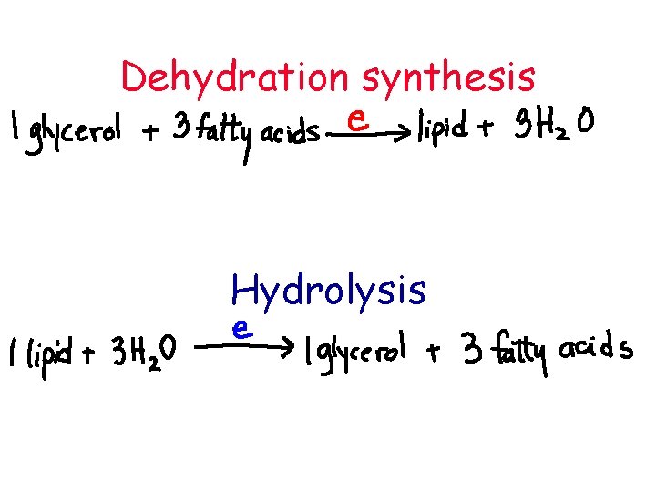 Dehydration synthesis Hydrolysis 