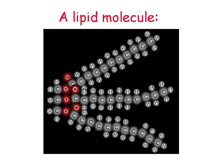 A lipid molecule: 