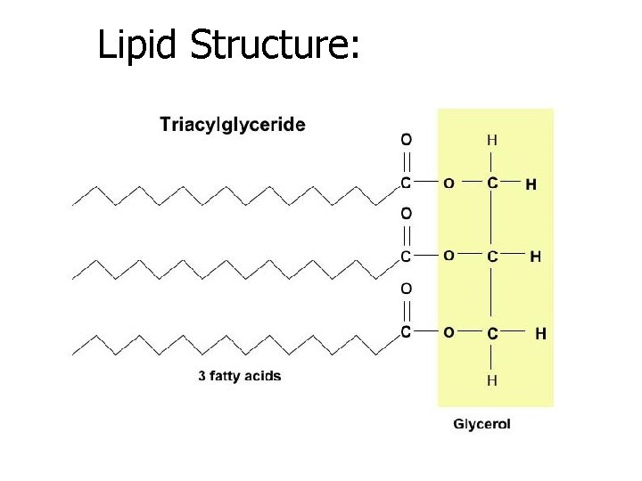 Lipid Structure: 