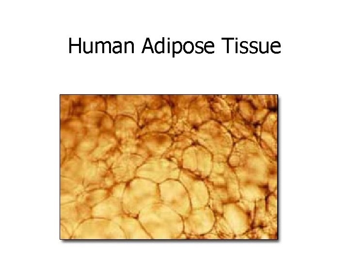 Human Adipose Tissue 