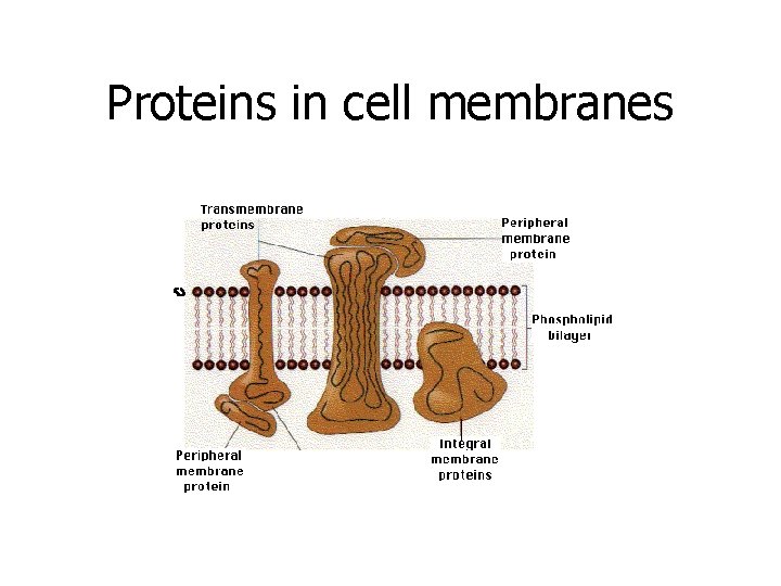 Proteins in cell membranes 