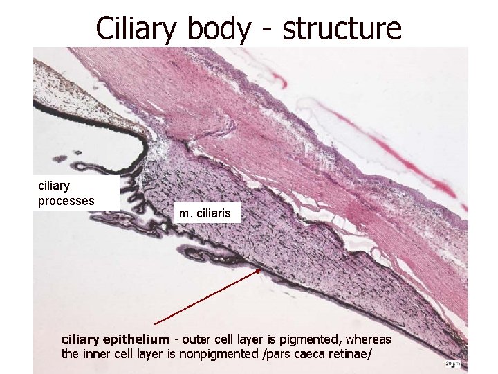 Ciliary body - structure ciliary processes m. ciliaris ciliary epithelium - outer cell layer