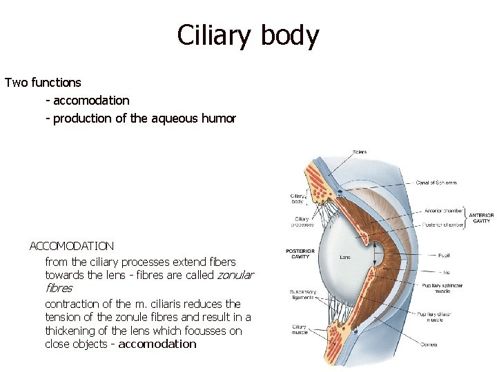 Ciliary body Two functions – - accomodation – - production of the aqueous humor