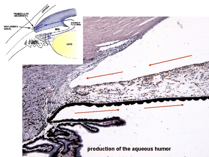 production of the aqueous humor 