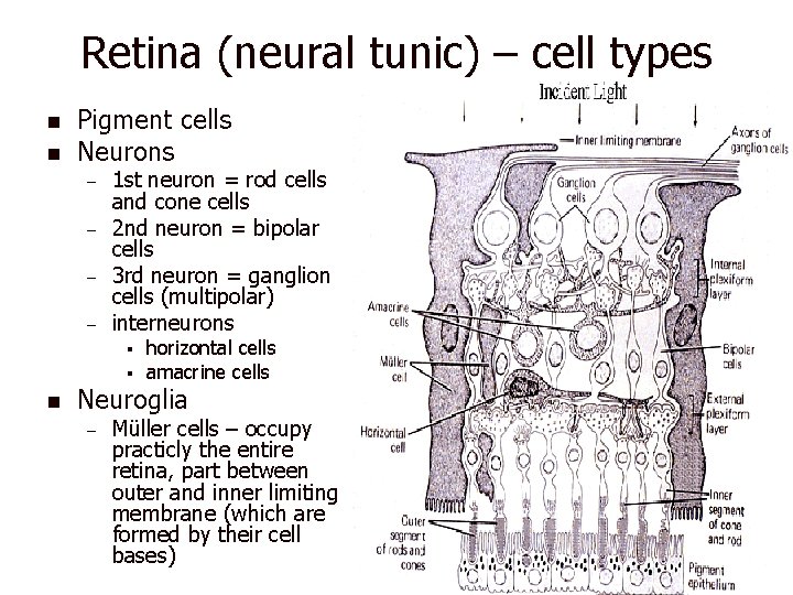 Retina (neural tunic) – cell types n n Pigment cells Neurons – – 1