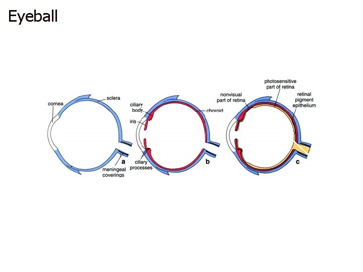 Eyeball FIBROUS VASCULAR NEURAL 