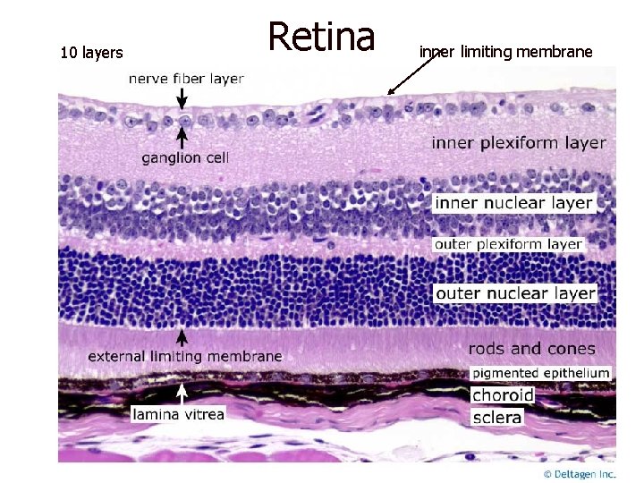 10 layers Retina inner limiting membrane 