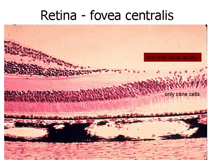Retina - fovea centralis maximal visual acuity only cone cells 