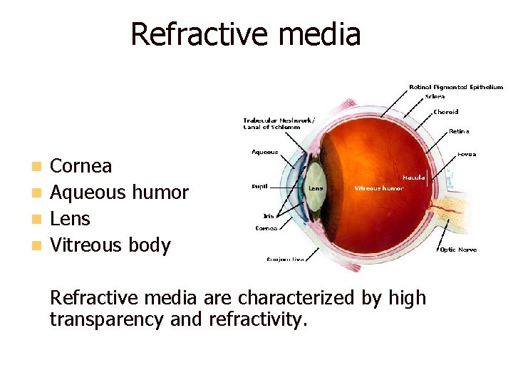 Refractive media Cornea n Aqueous humor n Lens n Vitreous body n Refractive media