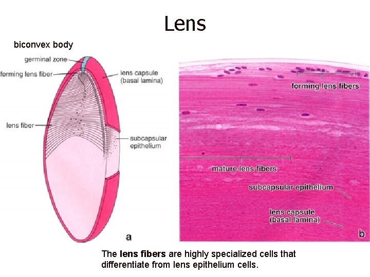 Lens biconvex body The lens fibers are highly specialized cells that differentiate from lens