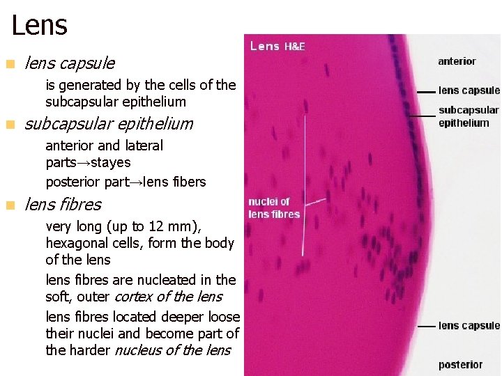 Lens n lens capsule – is generated by the cells of the subcapsular epithelium