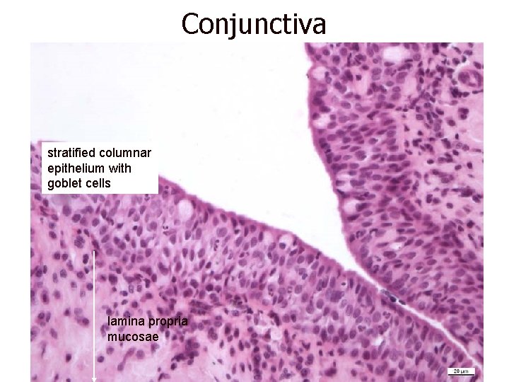 Conjunctiva stratified columnar epithelium with goblet cells lamina propria mucosae 