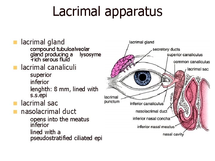 Lacrimal apparatus n lacrimal gland n lacrimal canaliculi – compound tubuloalveolar gland producing a