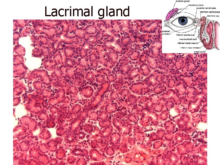 Lacrimal gland 