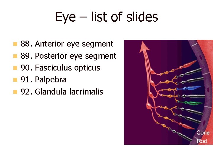 Eye – list of slides n n n 88. 89. 90. 91. 92. Anterior