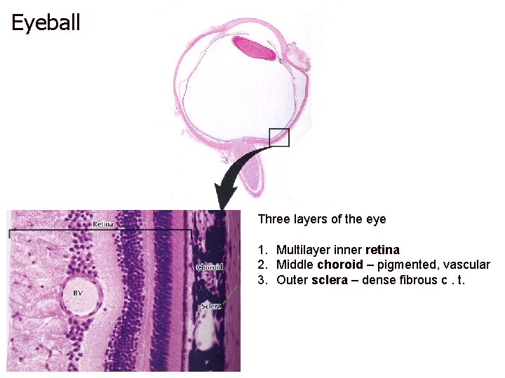 Eyeball Three layers of the eye 1. Multilayer inner retina 2. Middle choroid –