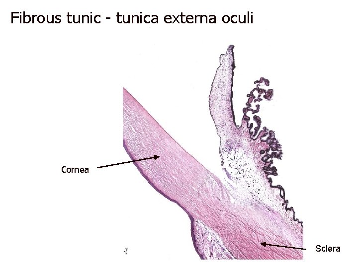 Fibrous tunic - tunica externa oculi Cornea Sclera 
