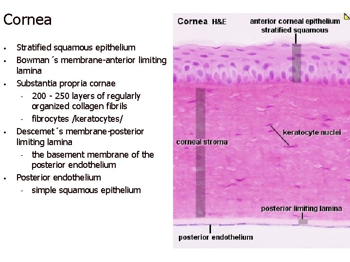 Cornea • • • Stratified squamous epithelium Bowman´s membrane-anterior limiting lamina Substantia propria cornae