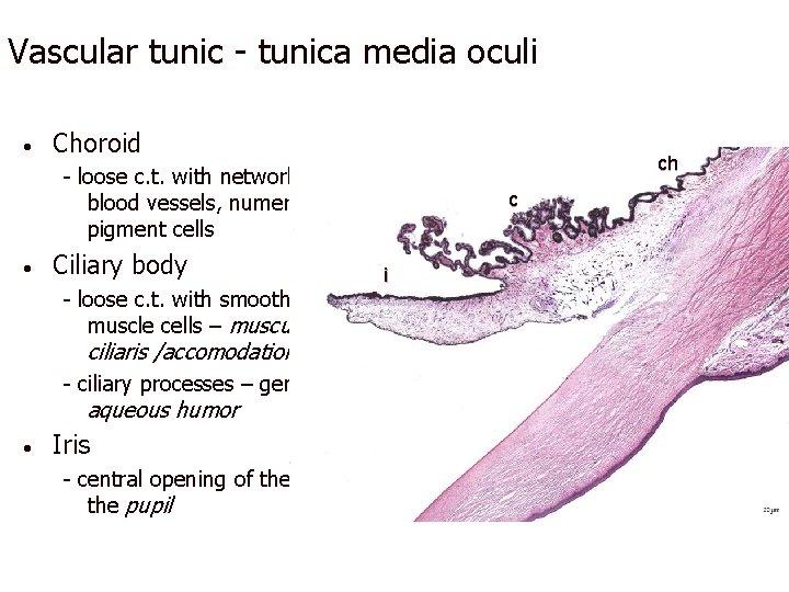 Vascular tunic - tunica media oculi • Choroid ch - loose c. t. with