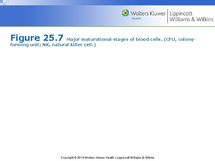 Figure 25. 7 Major maturational stages of blood cells. (CFU, colonyforming unit; NK, natural