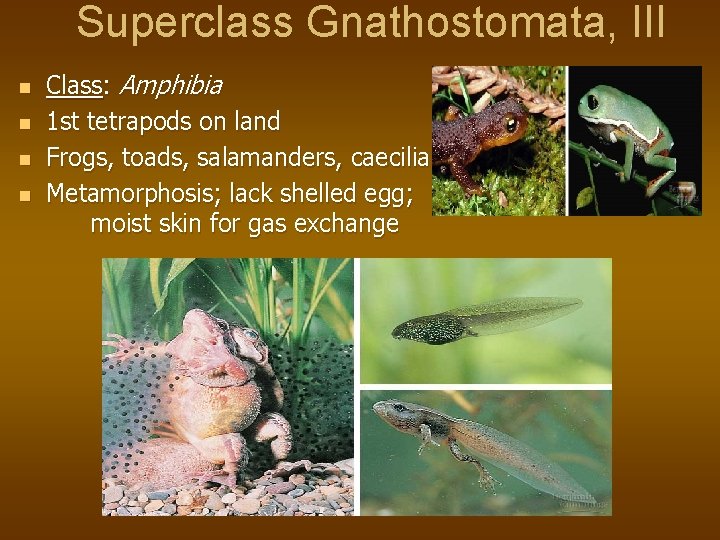 Superclass Gnathostomata, III n n Class: Amphibia 1 st tetrapods on land Frogs, toads,
