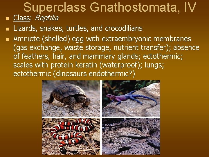 Superclass Gnathostomata, IV n n n Class: Reptilia Lizards, snakes, turtles, and crocodilians Amniote