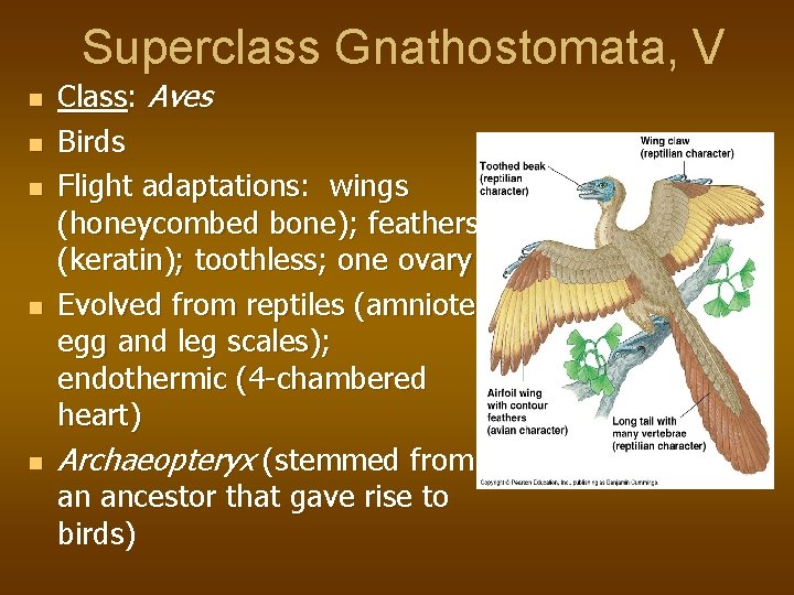 Superclass Gnathostomata, V n n n Class: Aves Birds Flight adaptations: wings (honeycombed bone);
