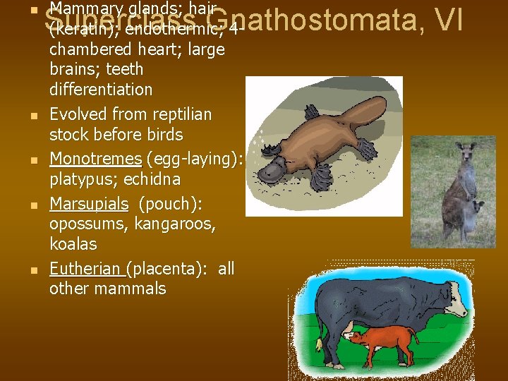 n n n Mammary glands; hair (keratin); endothermic; 4 chambered heart; large brains; teeth