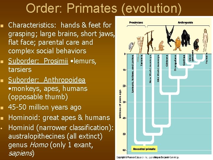 Order: Primates (evolution) n n n • Characteristics: hands & feet for grasping; large
