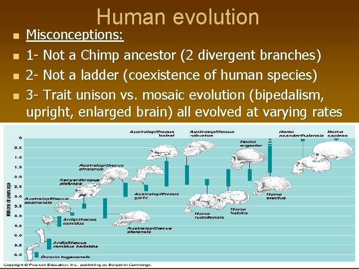 Human evolution n n Misconceptions: 1 - Not a Chimp ancestor (2 divergent branches)