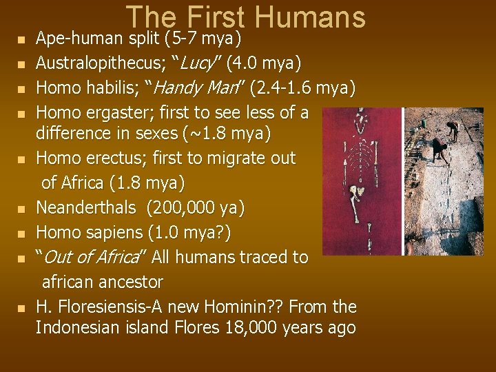 n n n n n The First Humans Ape-human split (5 -7 mya) Australopithecus;