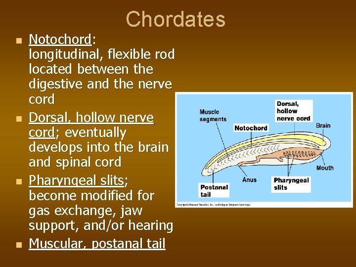 Chordates n n Notochord: longitudinal, flexible rod located between the digestive and the nerve
