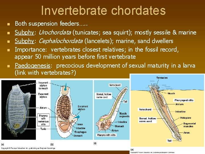 Invertebrate chordates n n n Both suspension feeders…. . Subphy: Urochordata (tunicates; sea squirt);