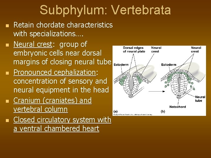 Subphylum: Vertebrata n n n Retain chordate characteristics with specializations…. Neural crest: group of