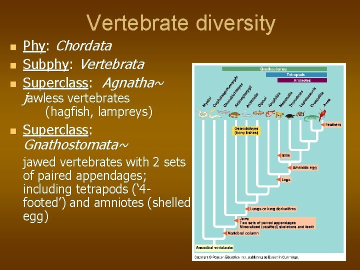 Vertebrate diversity n n n Phy: Chordata Subphy: Vertebrata Superclass: Agnatha~ jawless vertebrates (hagfish,