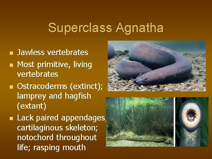 Superclass Agnatha n n Jawless vertebrates Most primitive, living vertebrates Ostracoderms (extinct); lamprey and