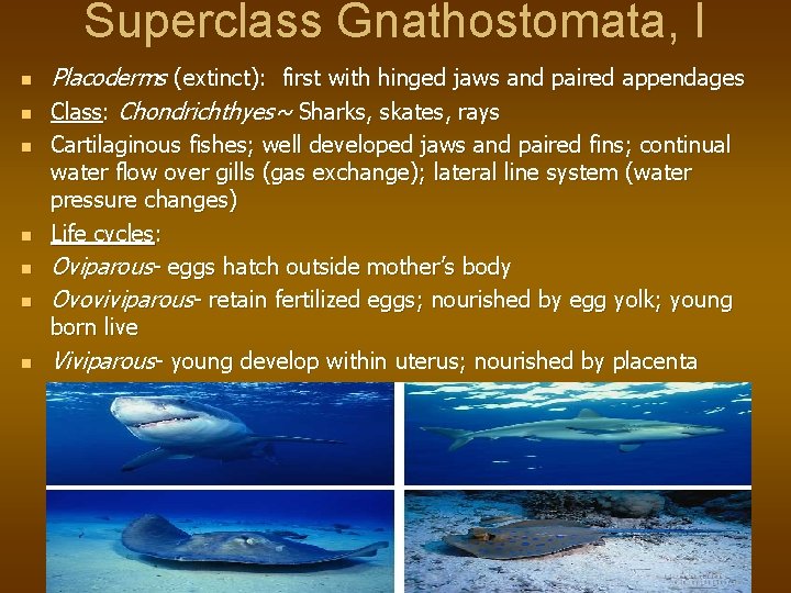 Superclass Gnathostomata, I n n n n Placoderms (extinct): first with hinged jaws and