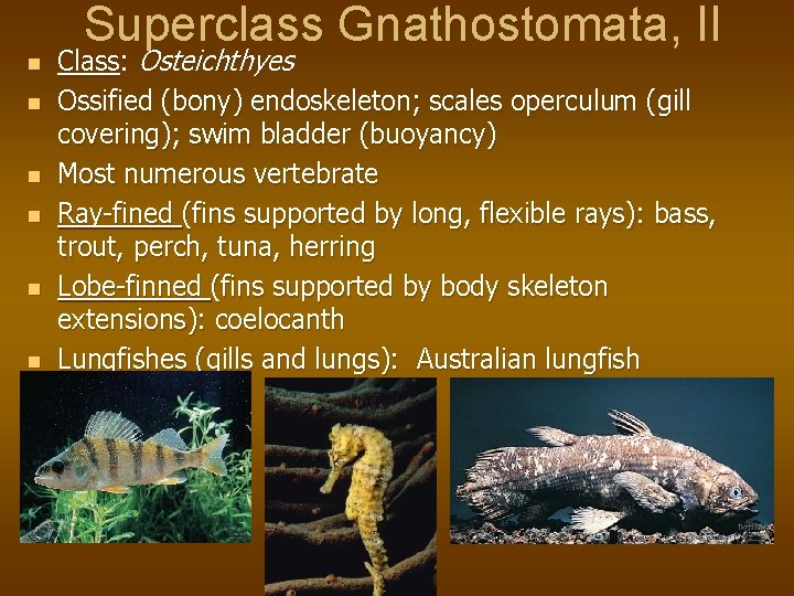 Superclass Gnathostomata, II n n n Class: Osteichthyes Ossified (bony) endoskeleton; scales operculum (gill