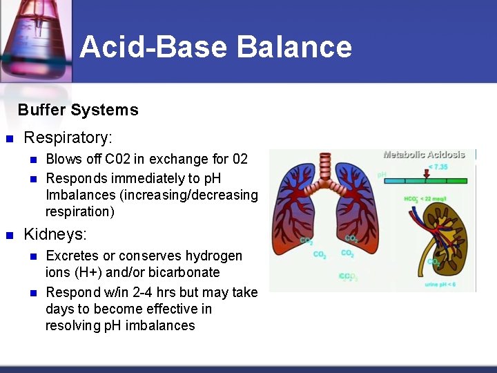 Acid-Base Balance Buffer Systems n Respiratory: n n n Blows off C 02 in