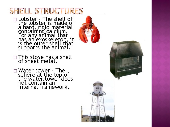 � Lobster – The shell of the lobster is made of a hard, rigid