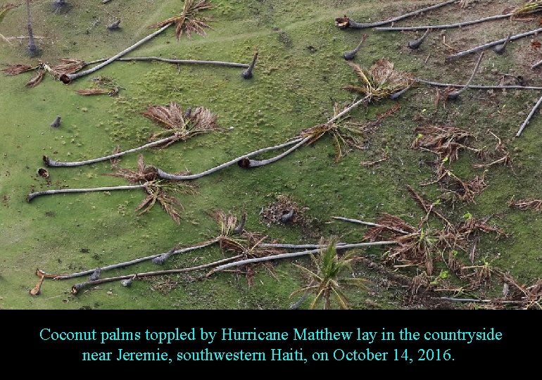 Coconut palms toppled by Hurricane Matthew lay in the countryside near Jeremie, southwestern Haiti,