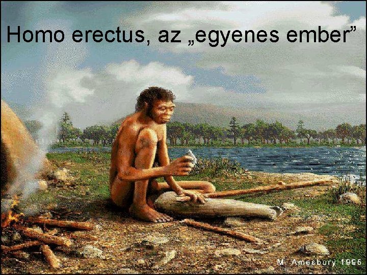 Homo erectus, az „egyenes ember” 