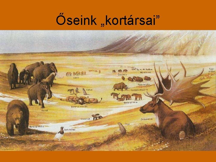 Őseink „kortársai” 