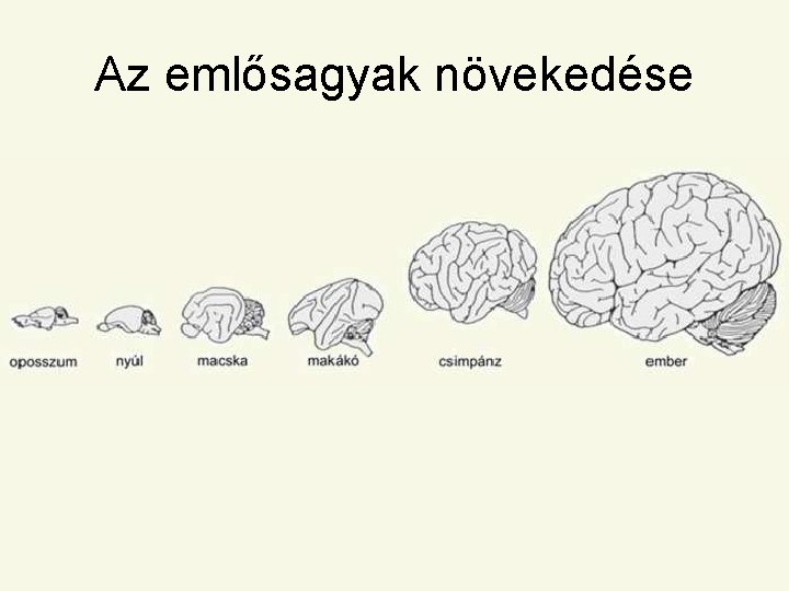 Az emlősagyak növekedése 