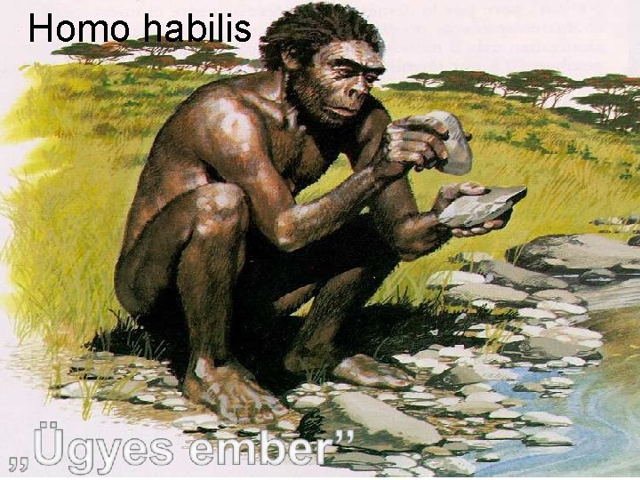 Homo habilis 