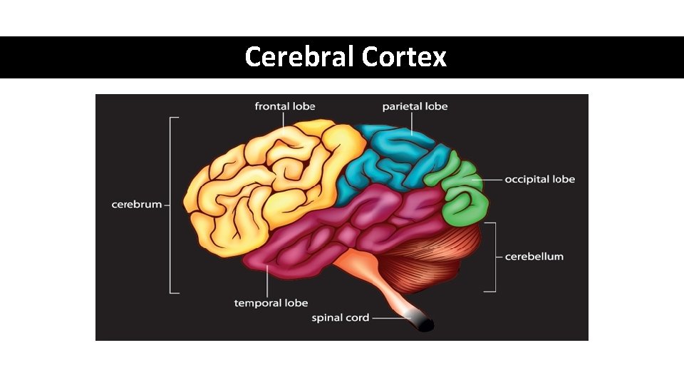 Cerebral Cortex  Cerebral Cortex