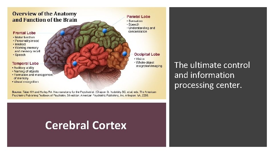 The ultimate control and information processing center. Cerebral Cortex  The ultimate control and information processing center. Cerebral Cortex