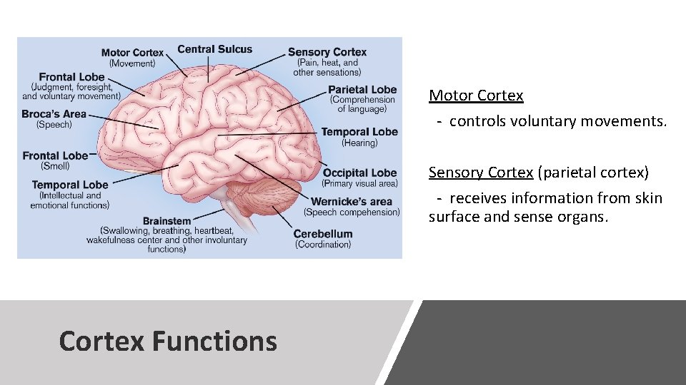 Motor Cortex - controls voluntary movements. Sensory Cortex (parietal cortex) - receives information from Motor Cortex - controls voluntary movements. Sensory Cortex (parietal cortex) - receives information from