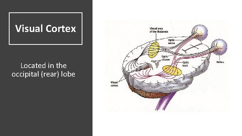 Visual Cortex Located in the occipital (rear) lobe  Visual Cortex Located in the occipital (rear) lobe